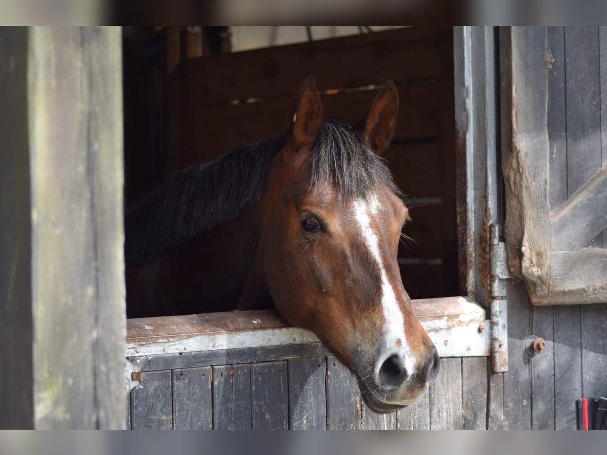 Duitse rijpony Merrie 13 Jaar 150 cm Donkere-vos in Kiel