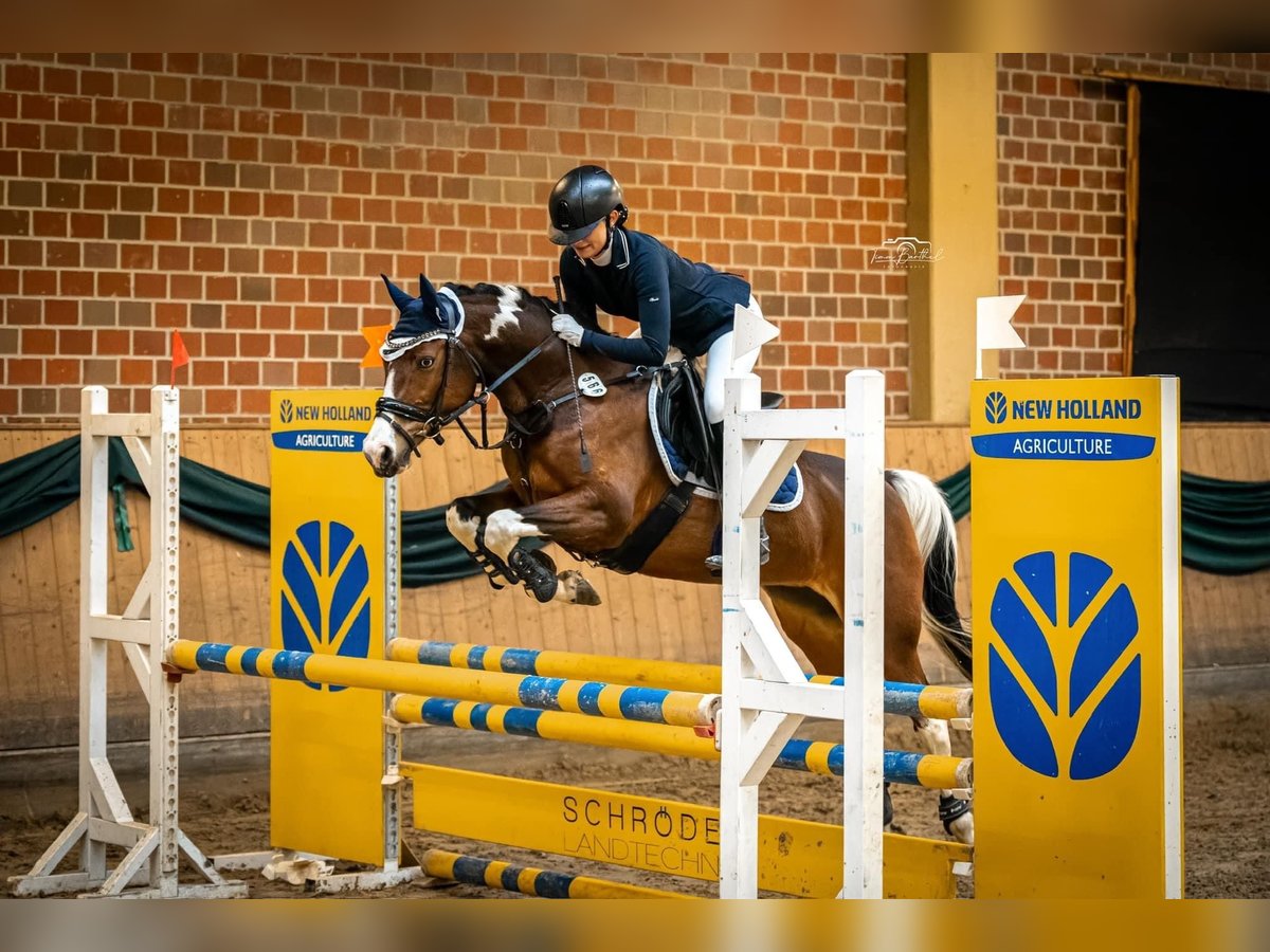 Duitse rijpony Merrie 13 Jaar 150 cm Gevlekt-paard in Marl