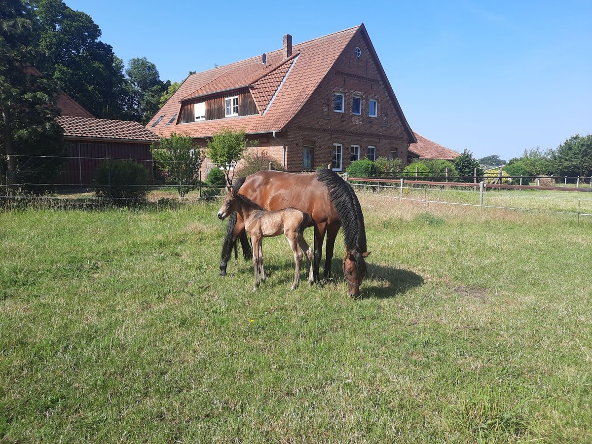 Duitse rijpony Merrie 14 Jaar 142 cm Bruin in Warmsen