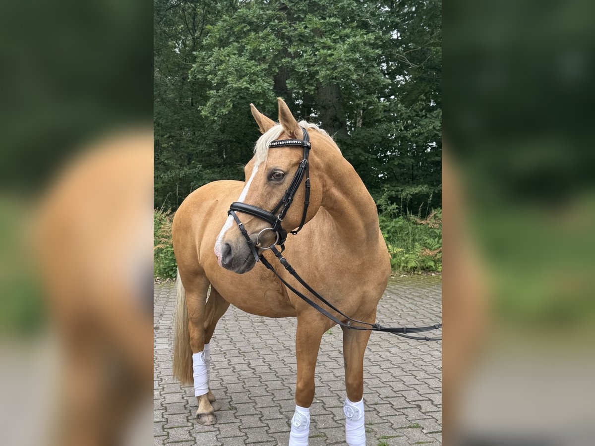 Duitse rijpony Merrie 14 Jaar 144 cm Palomino in Wittingen - OT Knesebeck
