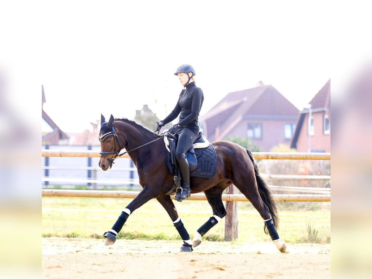Duitse rijpony Merrie 14 Jaar 145 cm Donkere-vos in Selsingen
