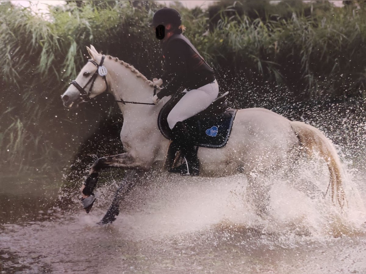 Duitse rijpony Merrie 14 Jaar 145 cm Schimmel in Friedberg