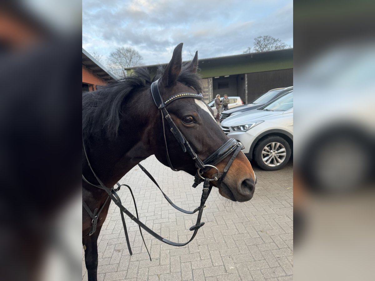 Duitse rijpony Mix Merrie 14 Jaar 146 cm Donkerbruin in Hamburg Lemsahl-Mellingstedt