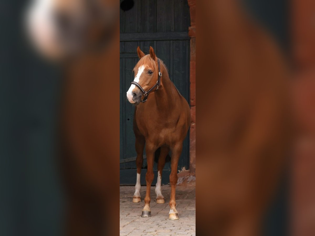 Duitse rijpony Merrie 14 Jaar 146 cm Donkere-vos in K&#xE4;shofen