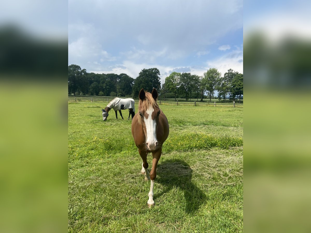 Duitse rijpony Merrie 14 Jaar 147 cm Vos in Bramsche