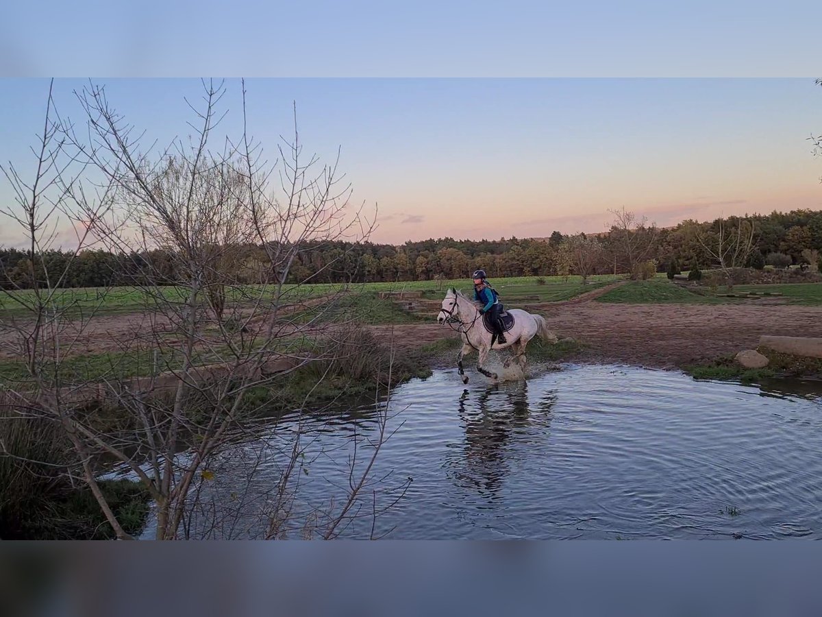 Duitse rijpony Merrie 14 Jaar 148 cm kan schimmel zijn in Kropp