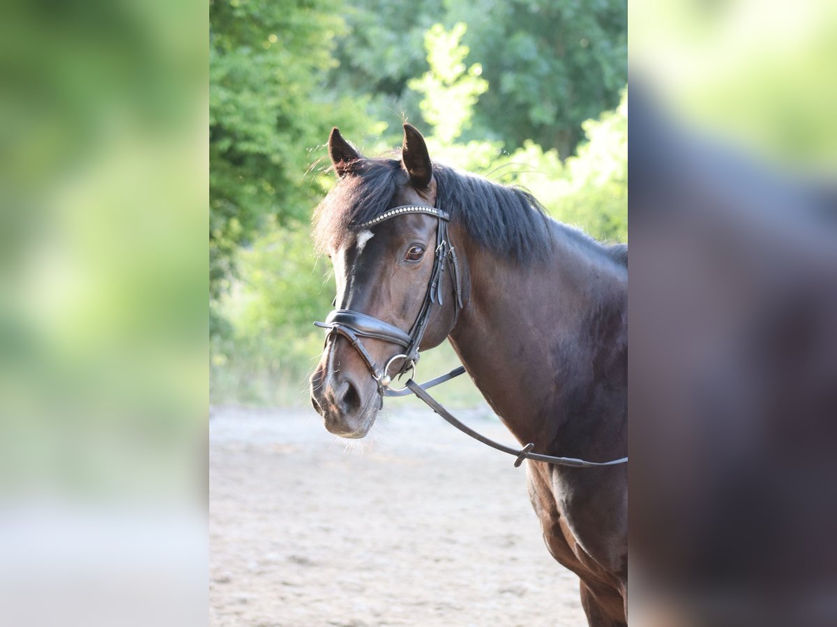 Duitse rijpony Merrie 14 Jaar 149 cm Donkerbruin in Hattingen