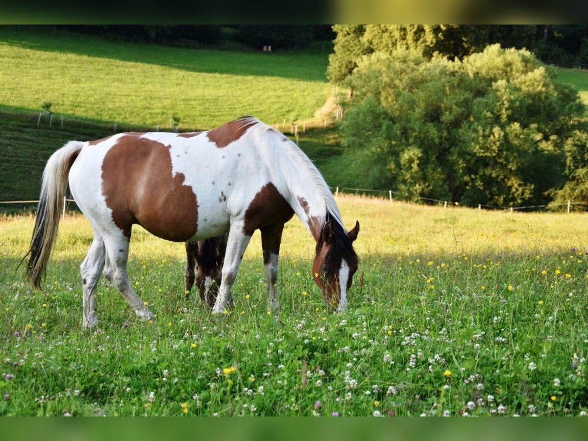 Duitse rijpony Merrie 14 Jaar 149 cm Tovereo-alle-kleuren in Fichtenberg