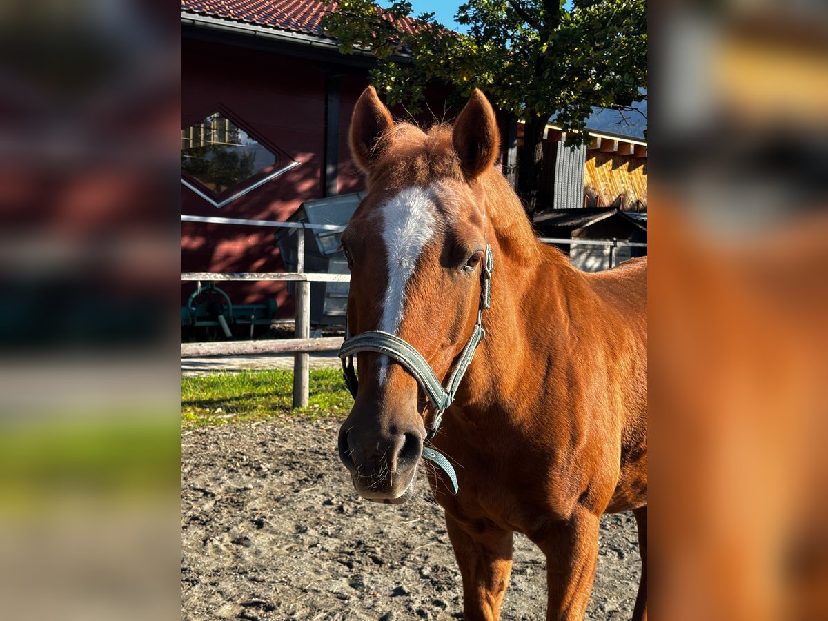 Duitse rijpony Merrie 15 Jaar 146 cm Vos in Reutte