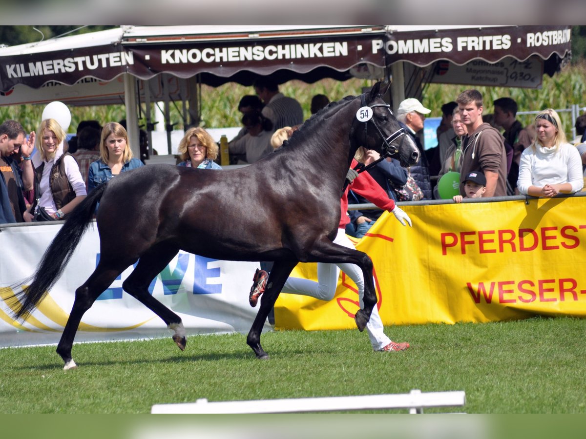 Duitse rijpony Merrie 15 Jaar 147 cm Zwart in Saarwellingen