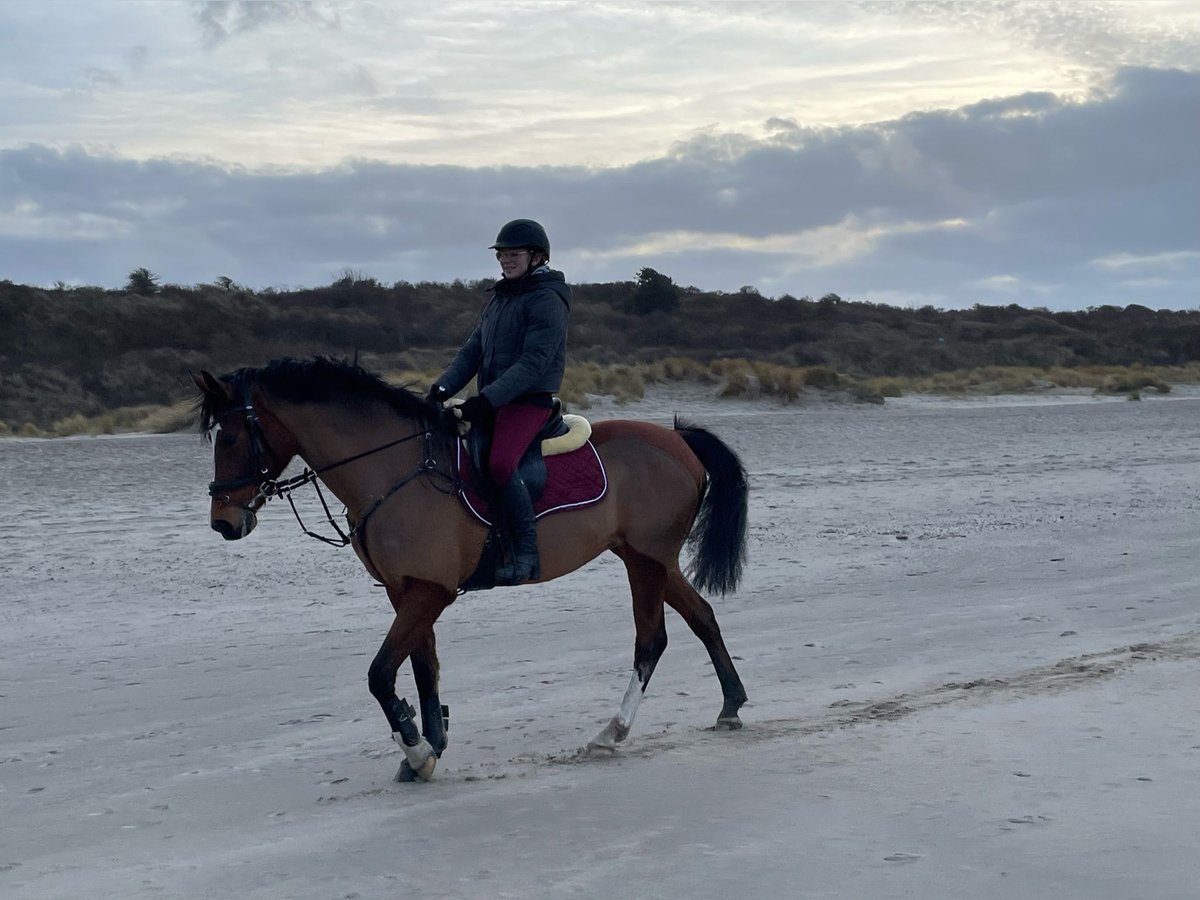 Duitse rijpony Merrie 15 Jaar 148 cm Bruin in Kötzting