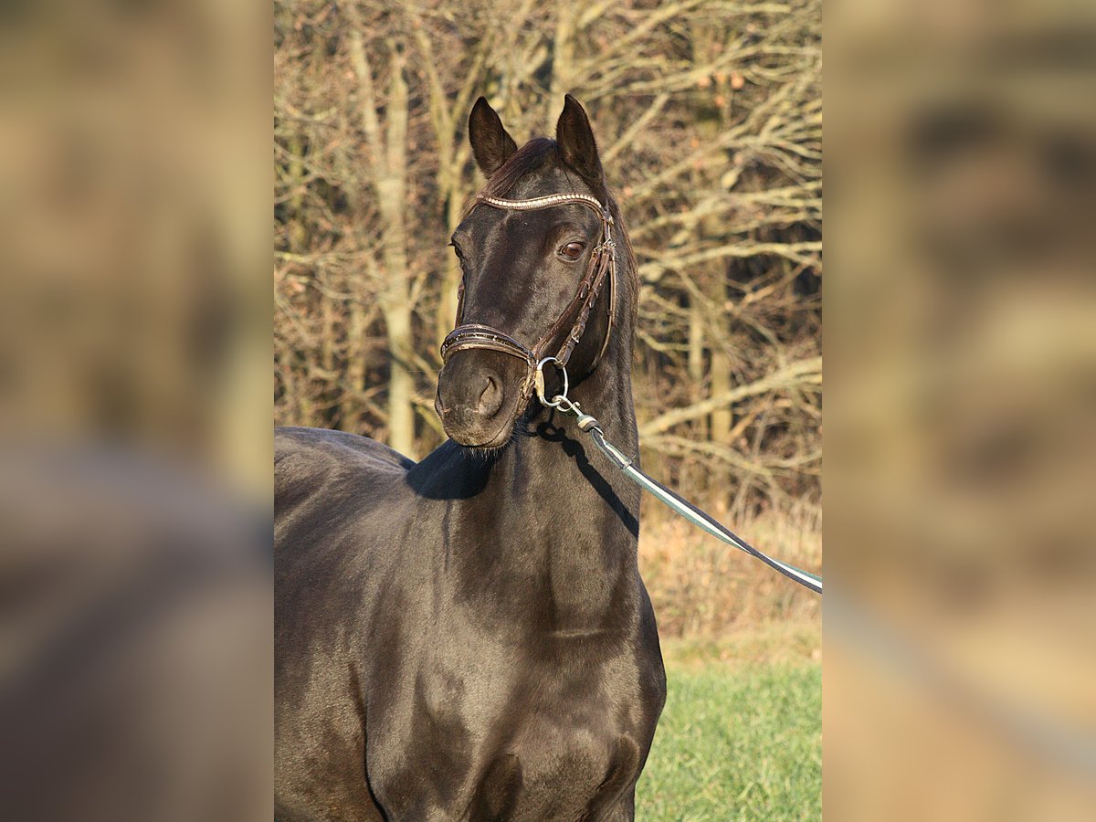 Duitse rijpony Merrie 15 Jaar 148 cm Zwart in Vetschau