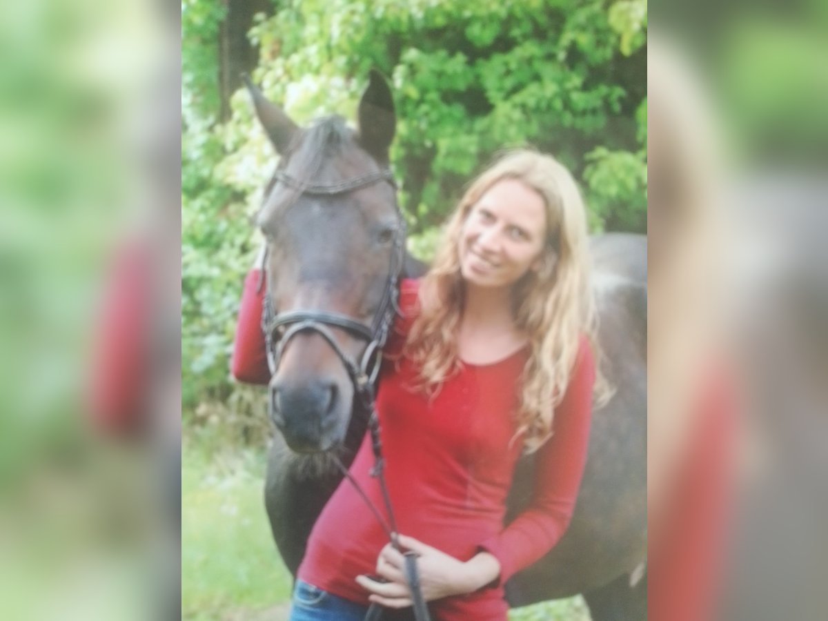 Duitse rijpony Merrie 15 Jaar 149 cm Donkerbruin in Wriedel