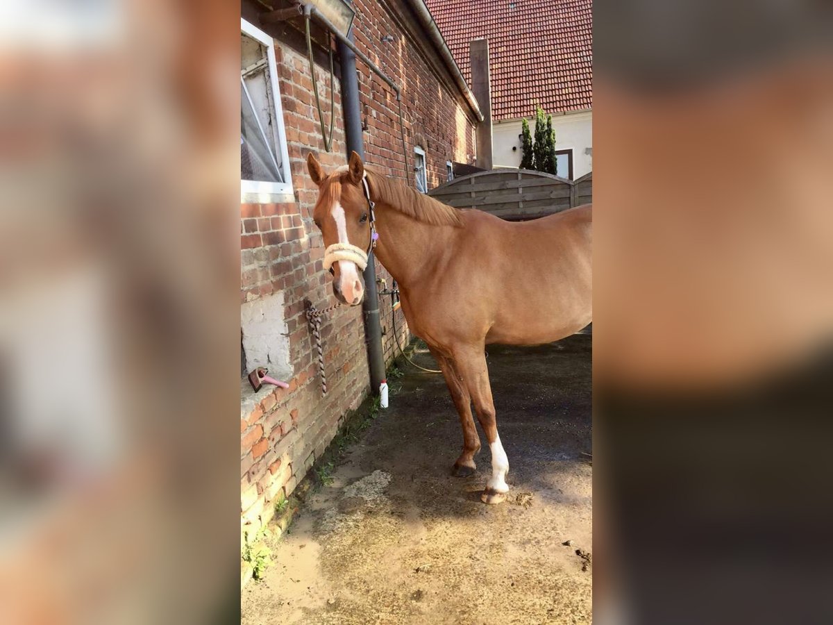 Duitse rijpony Merrie 15 Jaar 150 cm Vos in Thedinghausen