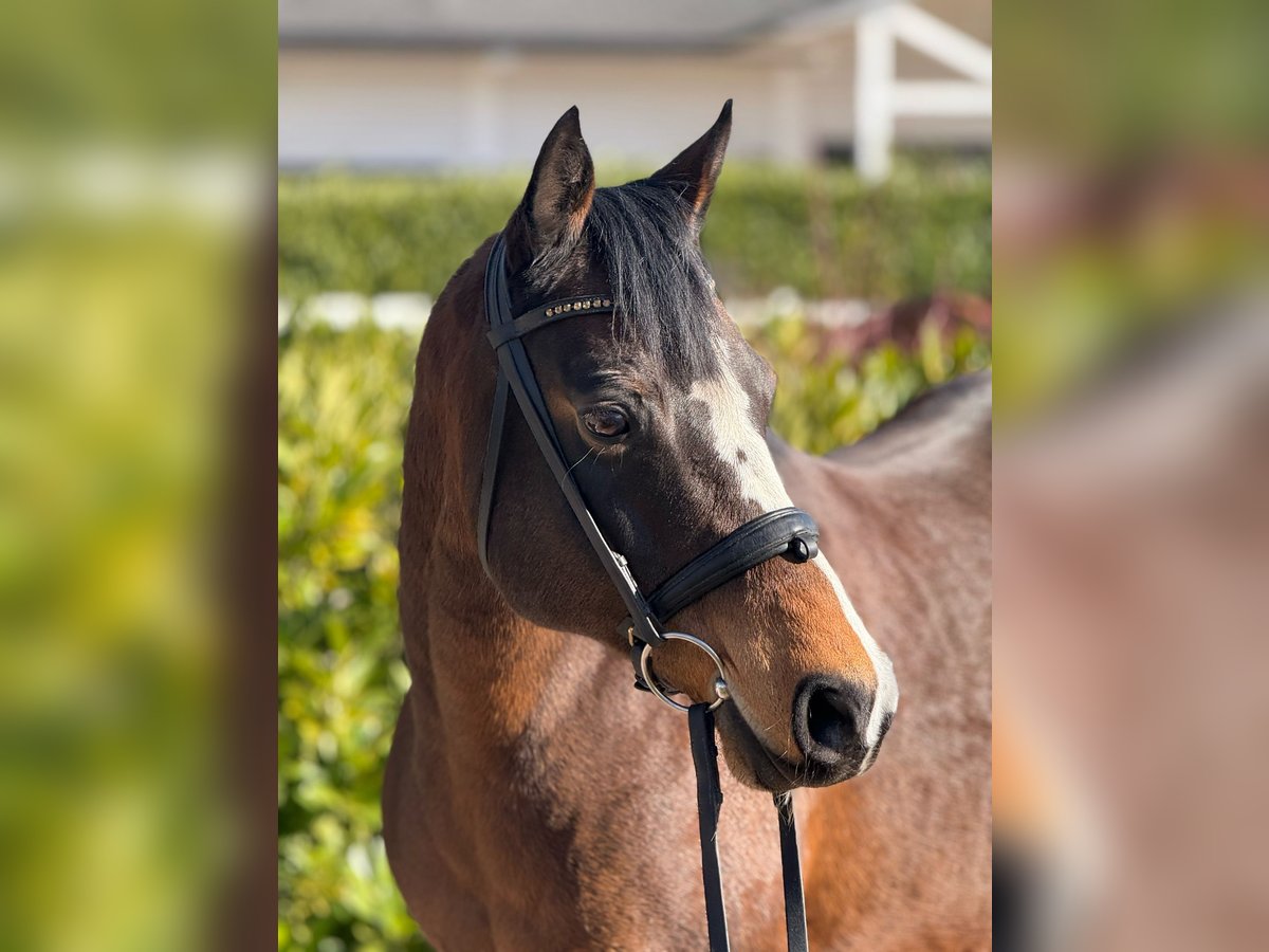 Duitse rijpony Merrie 16 Jaar 145 cm Donkerbruin in Bad Nauheim