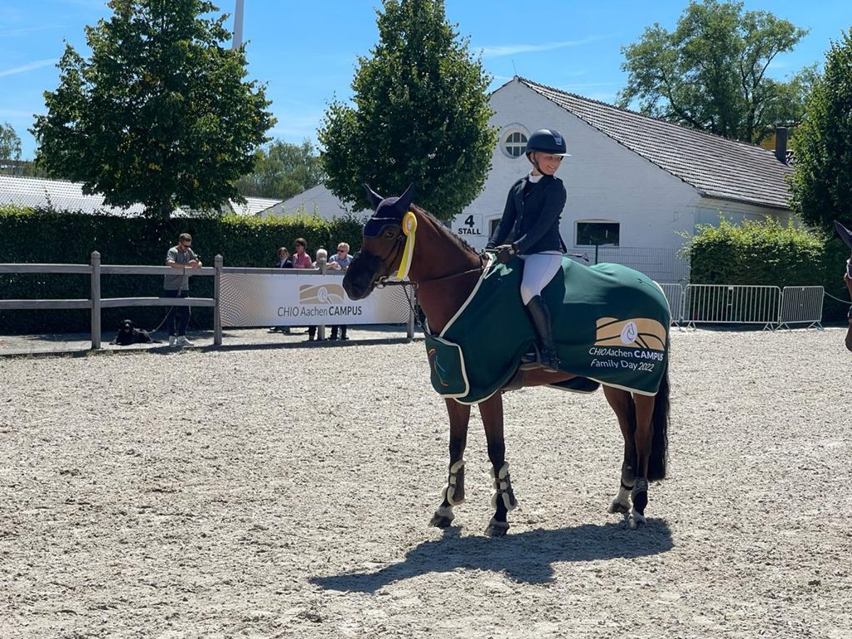 Duitse rijpony Merrie 16 Jaar 152 cm Bruin in Willich