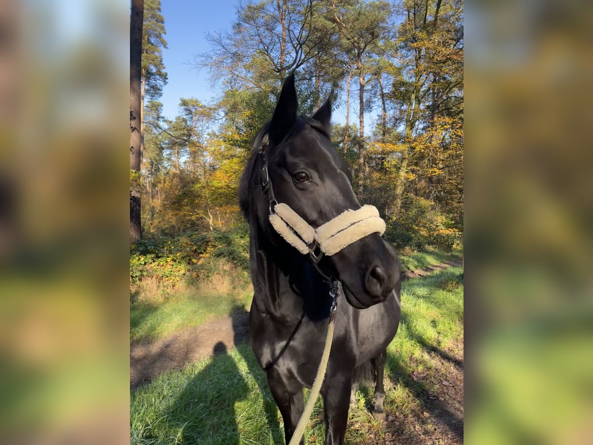 Duitse rijpony Merrie 16 Jaar 153 cm Zwart in Datteln