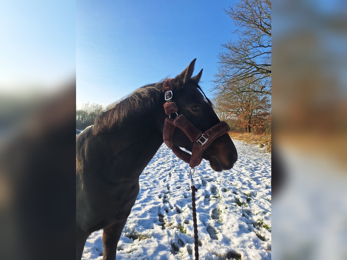 Duitse rijpony Mix Merrie 17 Jaar 142 cm Donkerbruin in Barsb&#xFC;ttel