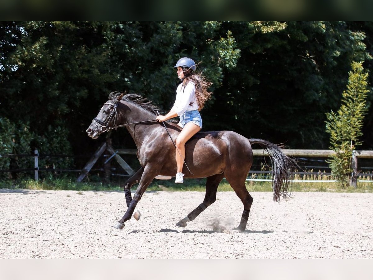 Duitse rijpony Merrie 17 Jaar 142 cm Zwartbruin in Geldern