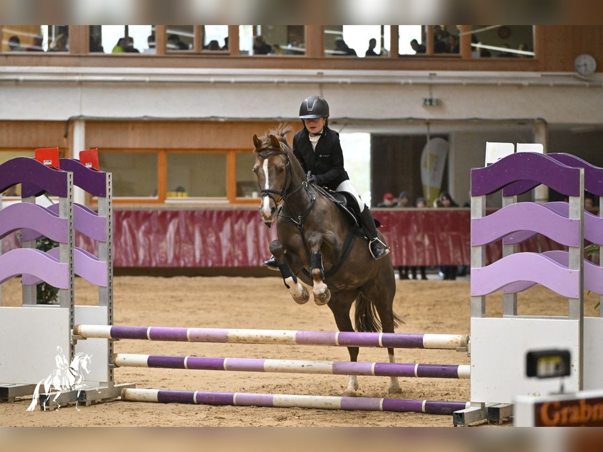 Duitse rijpony Merrie 17 Jaar 145 cm Donkere-vos in Mainburg