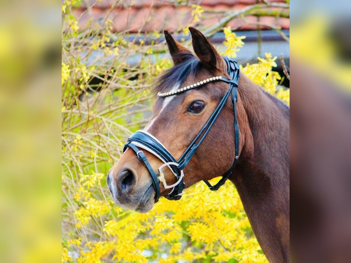 Duitse rijpony Merrie 17 Jaar 146 cm Bruin in Crailsheim
