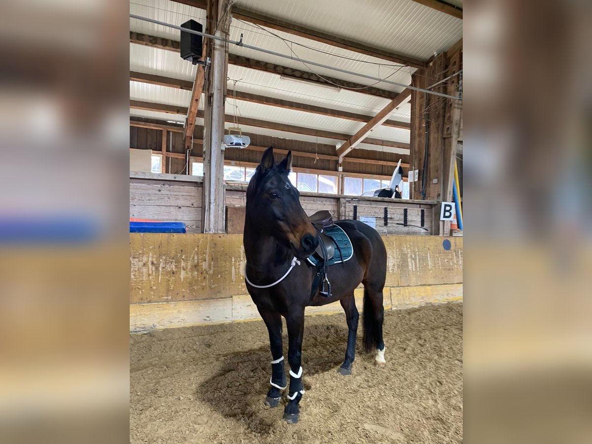 Duitse rijpony Merrie 17 Jaar 146 cm Donkerbruin in Zürich