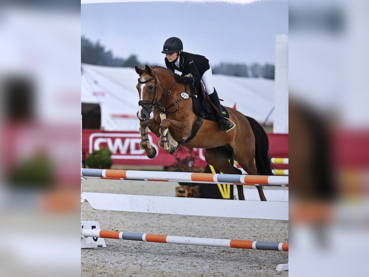 Duitse rijpony Merrie 17 Jaar 148 cm Vos in Dortmund