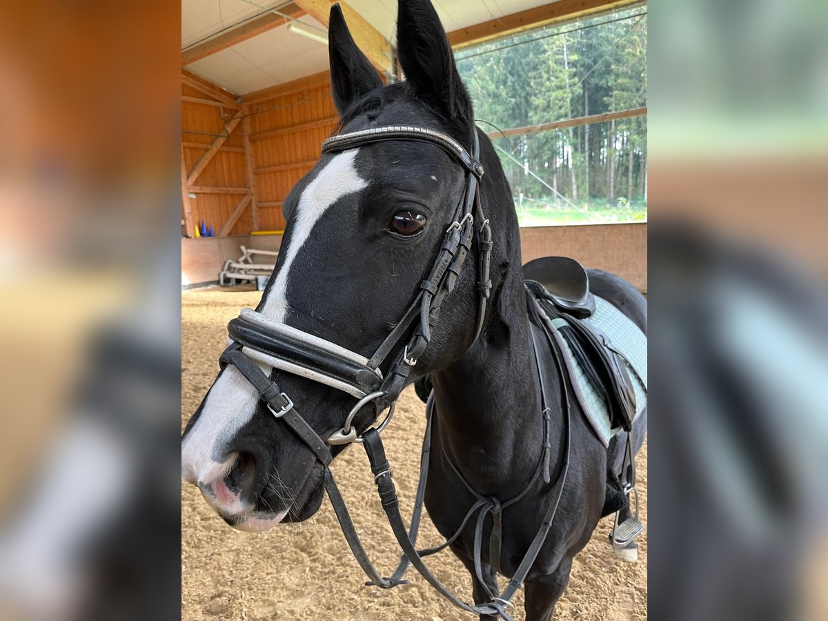 Duitse rijpony Merrie 17 Jaar 148 cm Zwart in Eichendorf