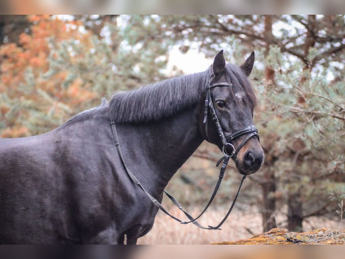 Duitse rijpony Mix Merrie 18 Jaar 142 cm Donkerbruin in Barsbüttel