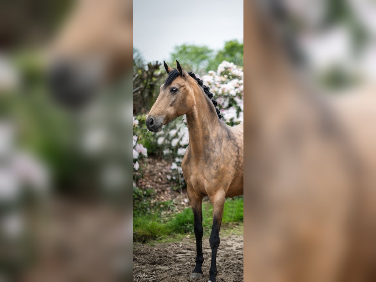 Duitse rijpony Merrie 18 Jaar 146 cm Falbe in Bochum