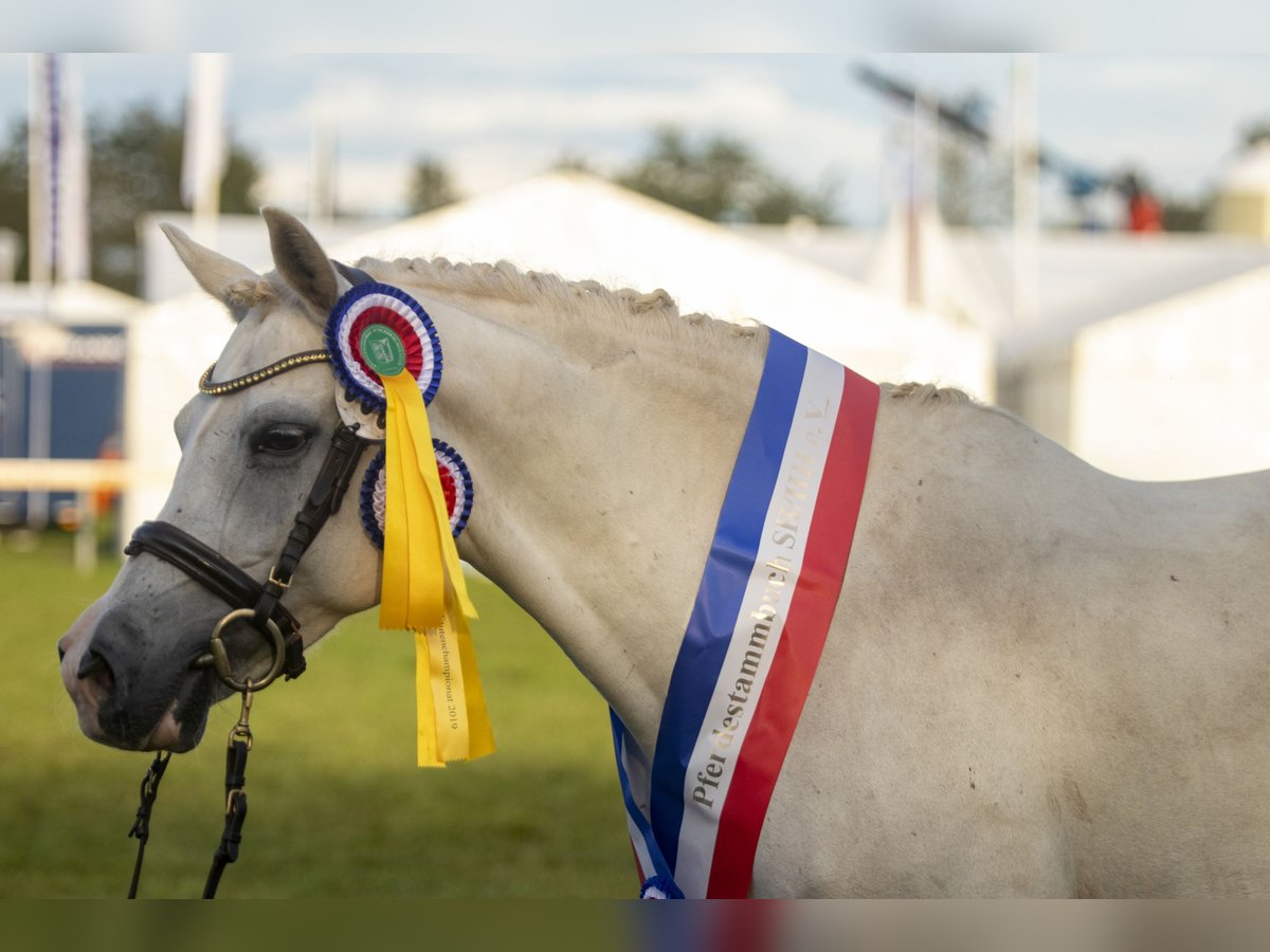 Duitse rijpony Merrie 18 Jaar 146 cm Schimmel in Hohenlockstedt