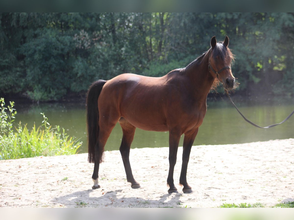 Duitse rijpony Merrie 19 Jaar Bruin in Metelen