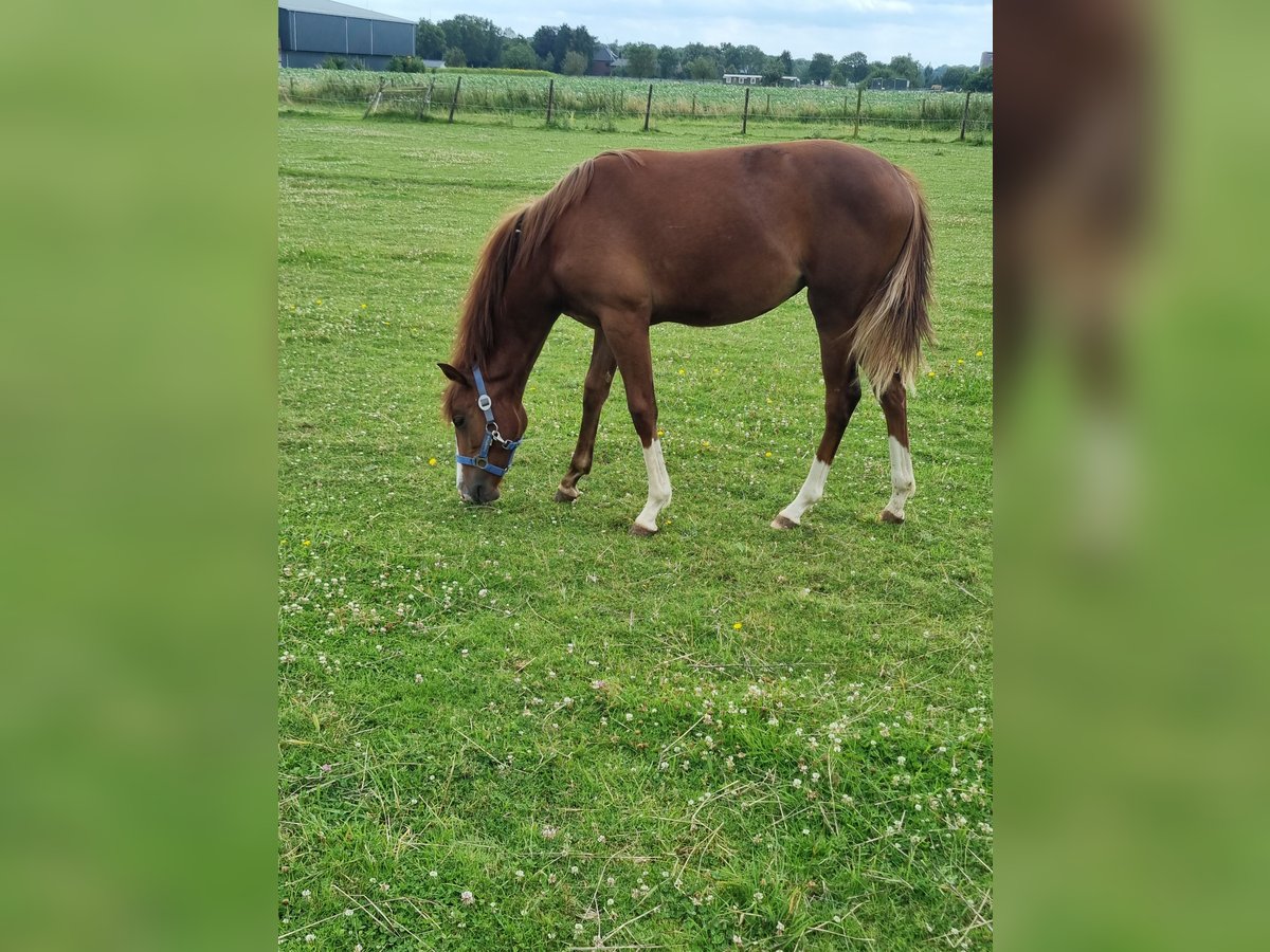 Duitse rijpony Merrie 1 Jaar 143 cm Vos in Linnich