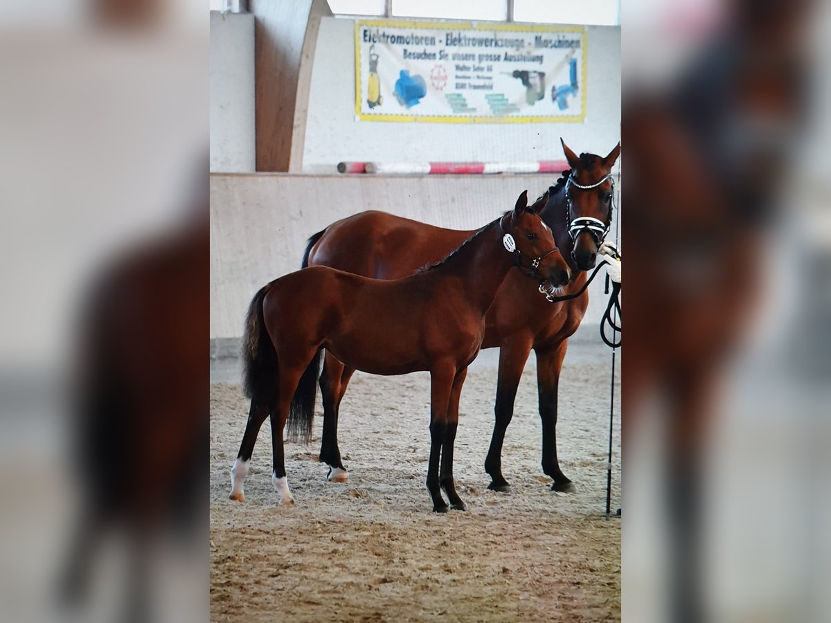 Duitse rijpony Merrie 1 Jaar 147 cm Bruin in Willisau