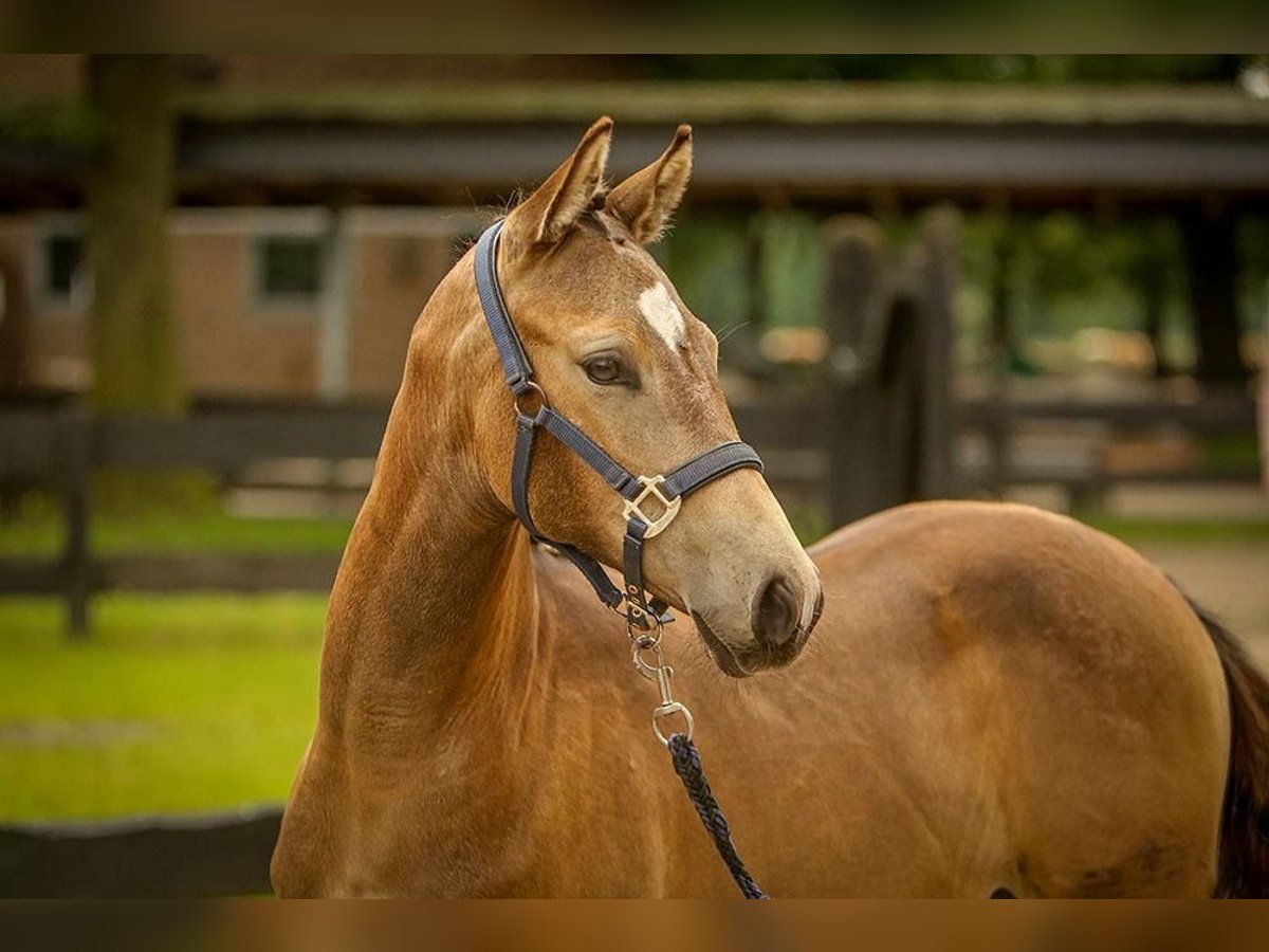 Duitse rijpony Merrie 1 Jaar 148 cm Buckskin in SchubySchuby