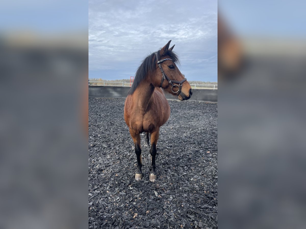 Duitse rijpony Mix Merrie 20 Jaar 135 cm Bruin in Gechingen