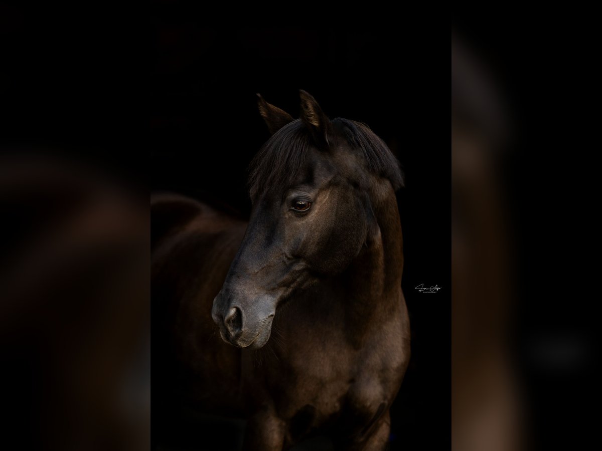 Duitse rijpony Merrie 20 Jaar 144 cm Donkerbruin in Bad Hersfeld