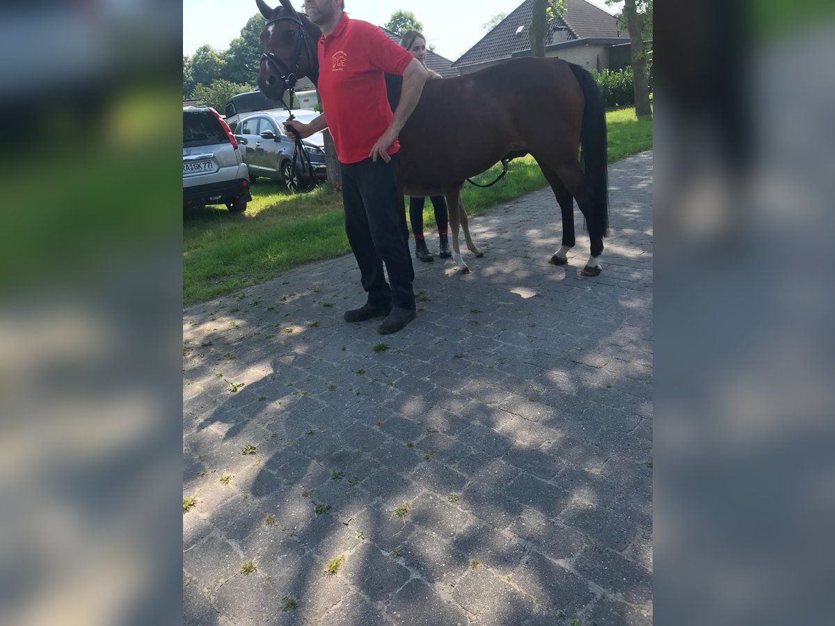 Duitse rijpony Merrie 20 Jaar 148 cm Bruin in Berne