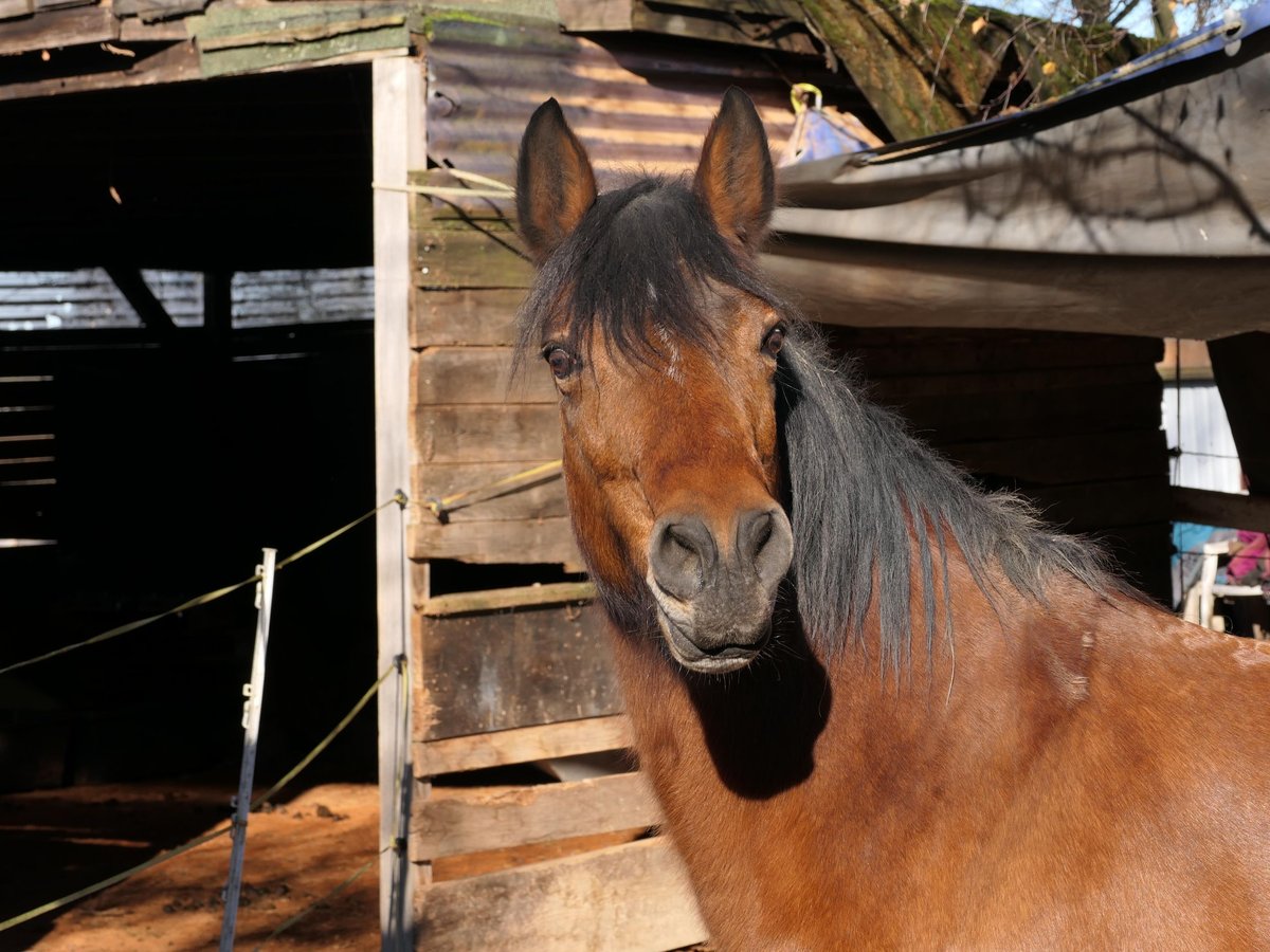 Duitse rijpony Merrie 20 Jaar Bruin in Stuttgart Stammheim