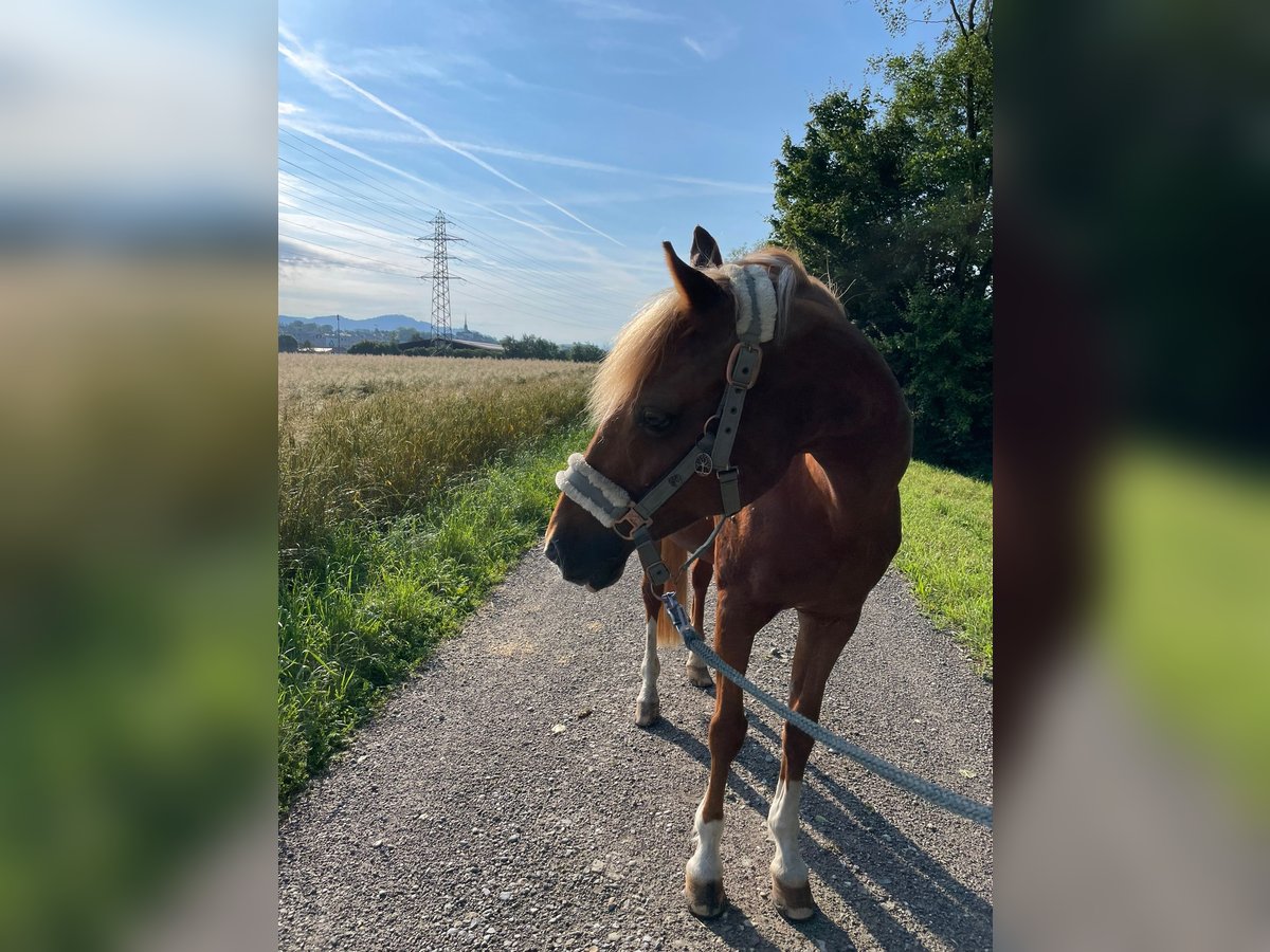 Duitse rijpony Merrie 21 Jaar 150 cm in Cham