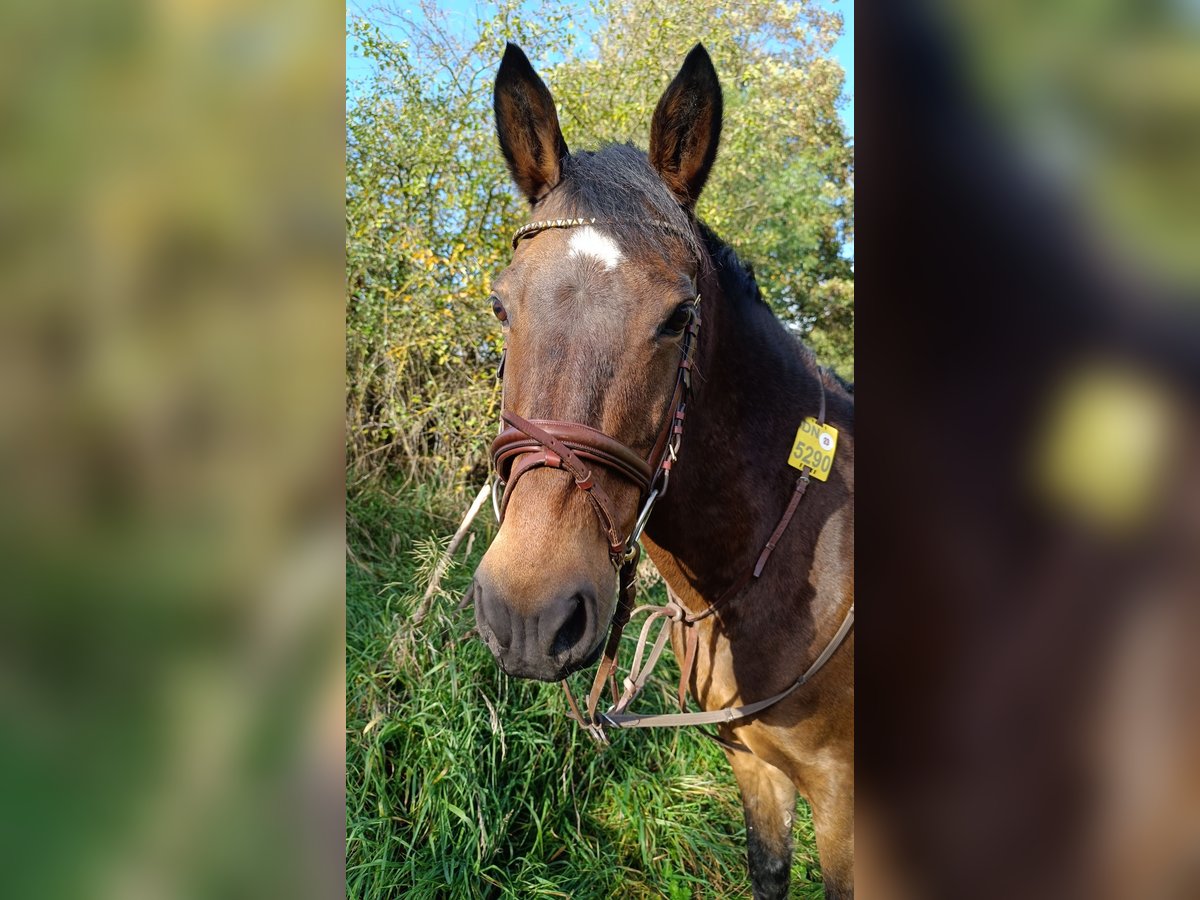 Duitse rijpony Mix Merrie 23 Jaar 145 cm Bruin in Düren Arnoldsweiler