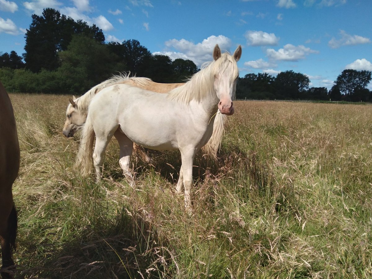 Duitse rijpony Merrie 2 Jaar 138 cm Cremello in Bienenbüttel