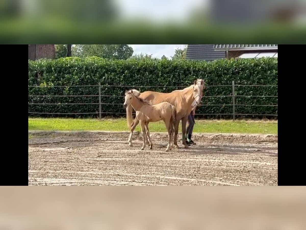 Duitse rijpony Merrie 2 Jaar 143 cm in BROCKUM