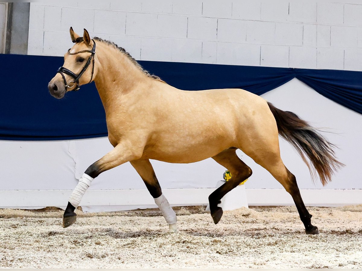 Duitse rijpony Merrie 2 Jaar 144 cm Falbe in Marsberg