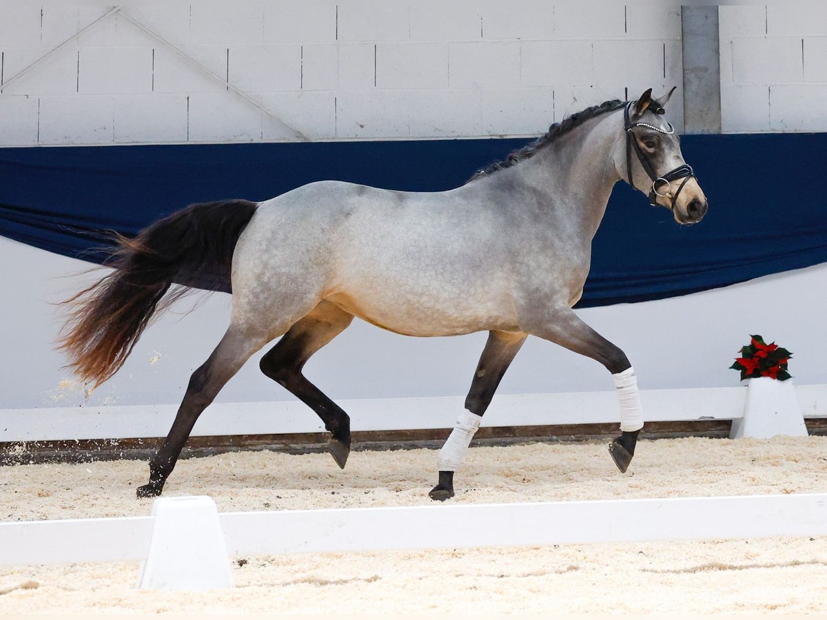 Duitse rijpony Merrie 2 Jaar 145 cm Falbe in Marsberg