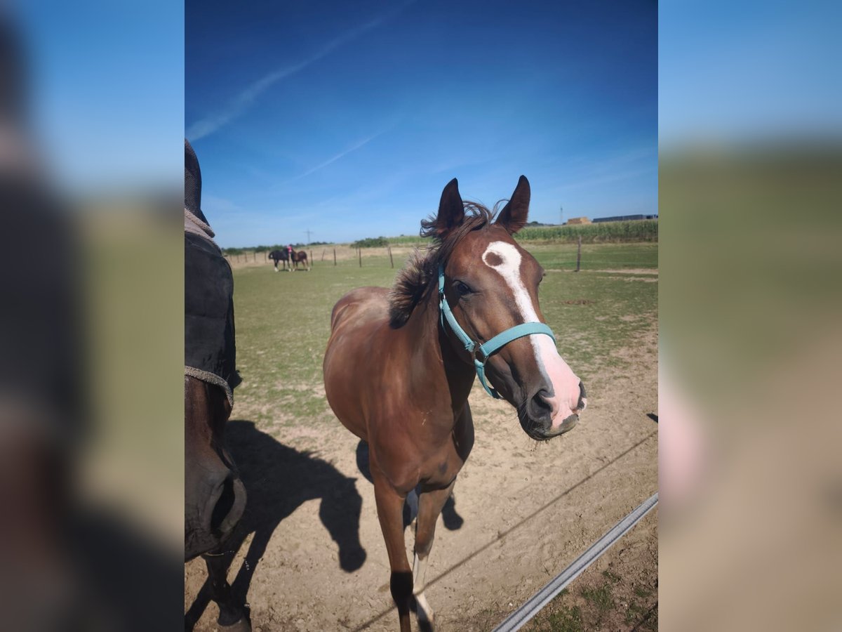 Duitse rijpony Merrie 2 Jaar 145 cm Vos in H&#xFC;ckelhoven