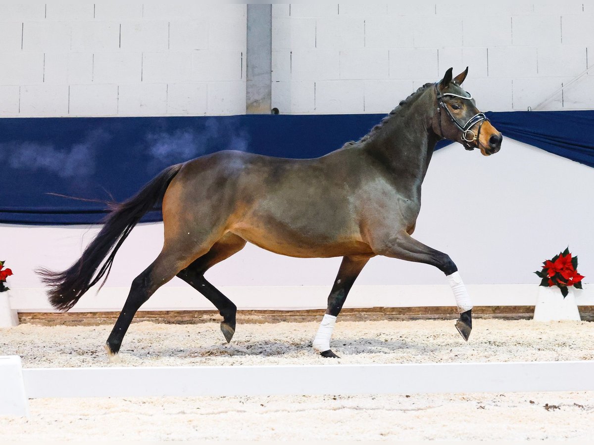 Duitse rijpony Merrie 2 Jaar 146 cm Bruin in Marsberg