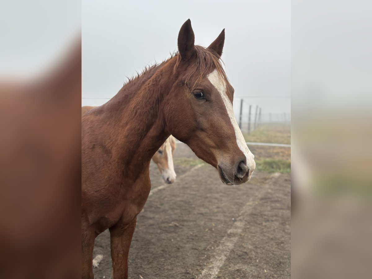 Duitse rijpony Merrie 2 Jaar 146 cm Donkere-vos in Steyr