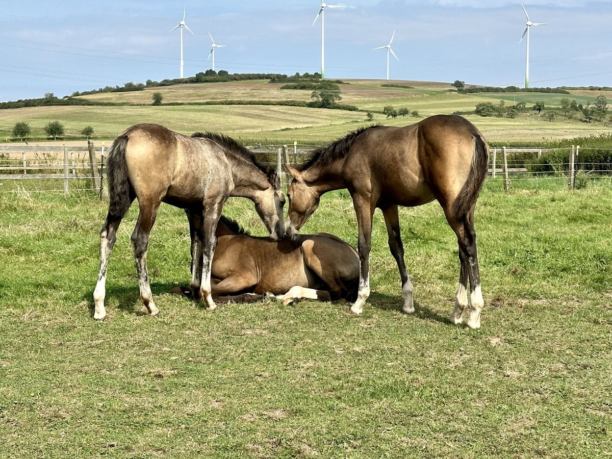 Duitse rijpony Merrie 2 Jaar 147 cm in Langenhagen