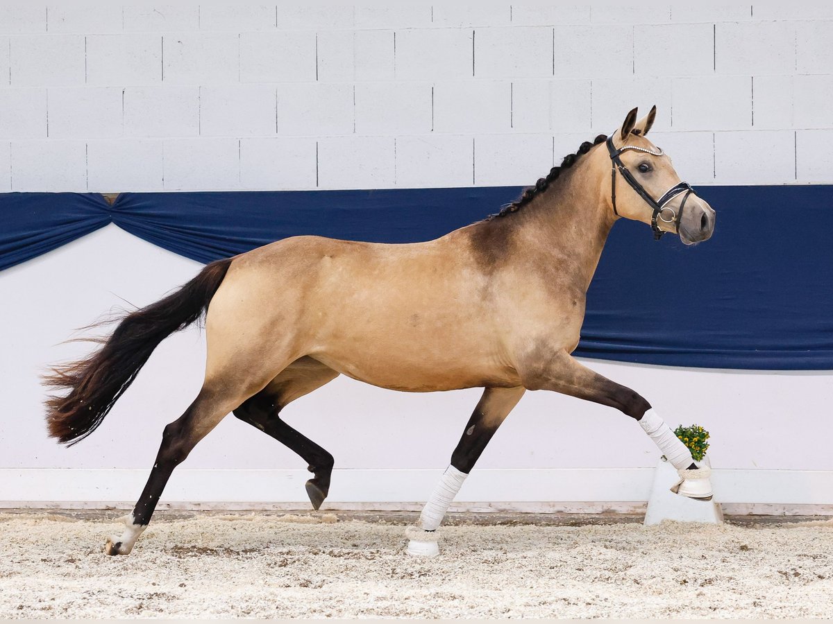Duitse rijpony Merrie 2 Jaar 147 cm Falbe in Marsberg